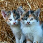 Close-up of two cute tabby kittens sitting together in a haystack, showcasing their soft fur.
