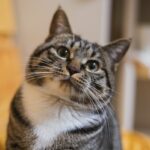 brown tabby cat